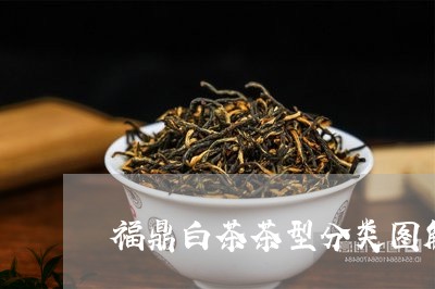 福鼎白茶茶型分类图解视频/2023042828362