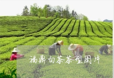 福鼎白茶茶型图片/2023070831616