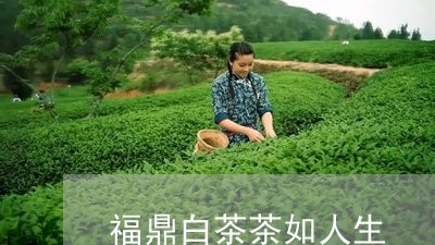 福鼎白茶茶如人生/2023070818483