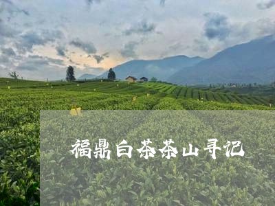 福鼎白茶茶山寻记/2023090907957