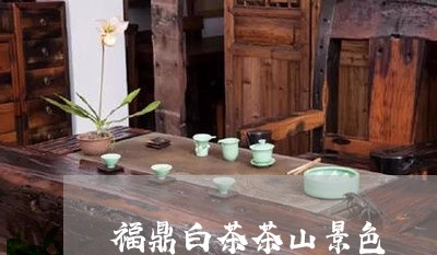 福鼎白茶茶山景色/2023112508281