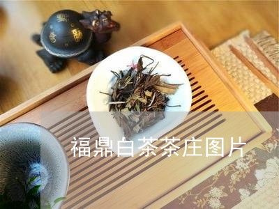 福鼎白茶茶庄图片/2023070814040