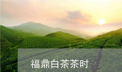 福鼎白茶茶时/2023052224269