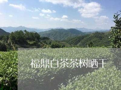 福鼎白茶茶树晒干/2023112699793