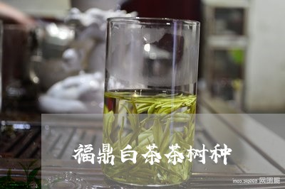 福鼎白茶茶树种/2023112506060