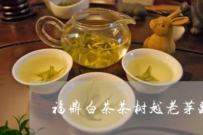 福鼎白茶茶树越老芽头小吗/2023111619373