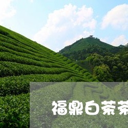 福鼎白茶茶氨酸/2023060861807