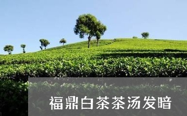 福鼎白茶茶汤发暗/2023112607281