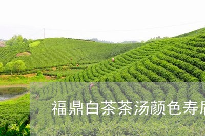 福鼎白茶茶汤颜色寿眉/2023091502736