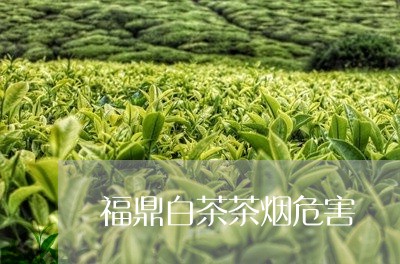 福鼎白茶茶烟危害/2023070850794