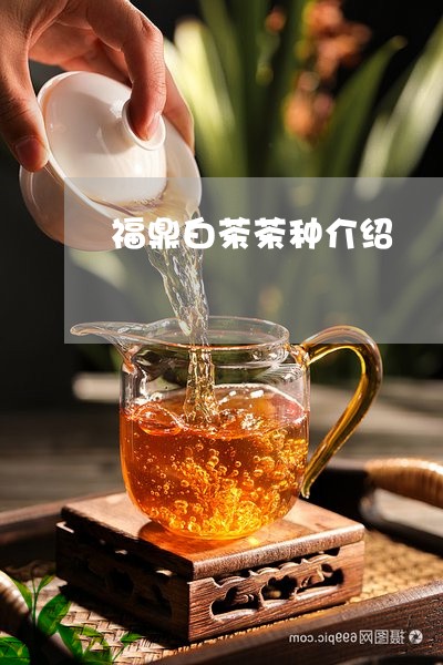 福鼎白茶茶种介绍/2023090522804