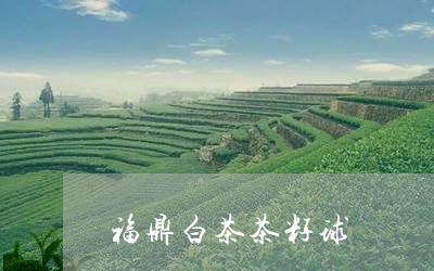 福鼎白茶茶籽球/2023060858492