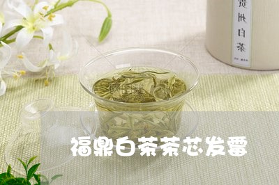 福鼎白茶茶芯发霉/2023112635351