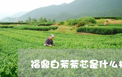 福鼎白茶茶芯是什么样子的/2023042786050