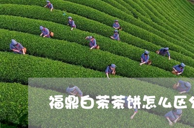 福鼎白茶茶饼怎么区分好坏/2023042740495