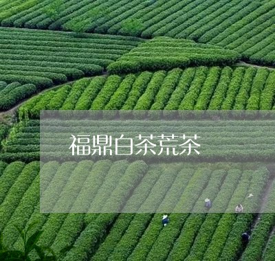 福鼎白茶荒茶/2023052286350