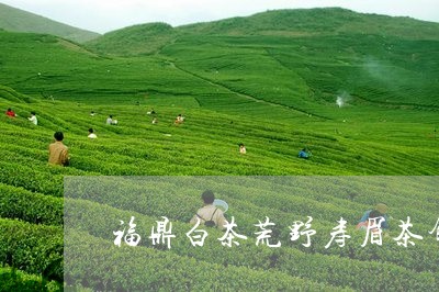 福鼎白茶荒野寿眉茶饼/2023092157375