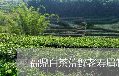 福鼎白茶荒野老寿眉怎么样/2023042794059