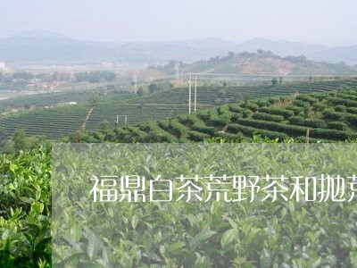 福鼎白茶荒野茶和抛荒茶/2023062949471