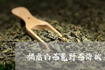 福鼎白茶荒野茶海拔多少/2023092183705