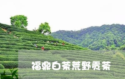 福鼎白茶荒野贡茶/2023111640584