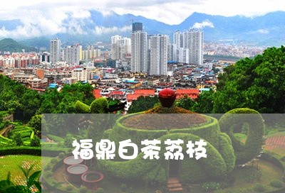 福鼎白茶荔枝/2023052202702