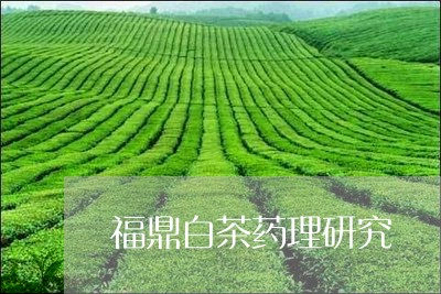 福鼎白茶药理研究/2023112603047