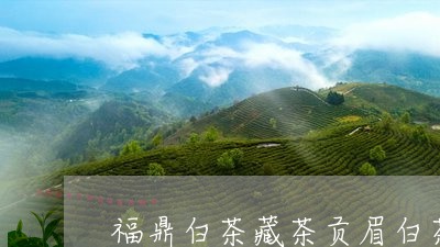 福鼎白茶藏茶贡眉白茶/2023092124047