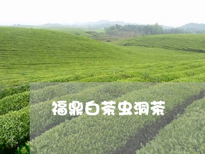 福鼎白茶虫洞茶/2023062897272