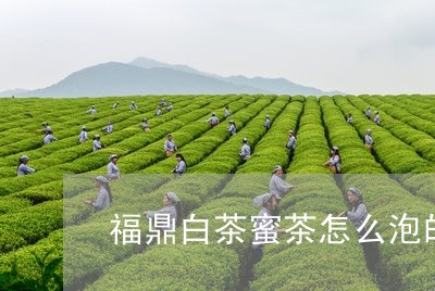 福鼎白茶蜜茶怎么泡的/2023120645073