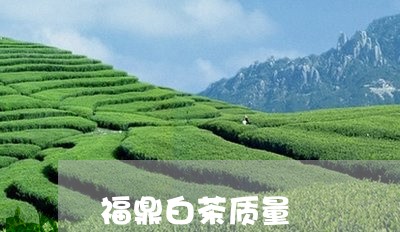 福鼎白茶质量/2023052294351