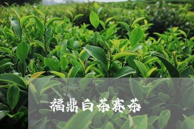 福鼎白茶赛茶/2023052210805