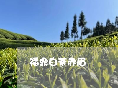 福鼎白茶赤眉/2023062845260