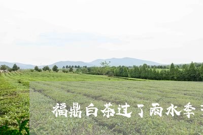 福鼎白茶过了雨水季节/2023092063958