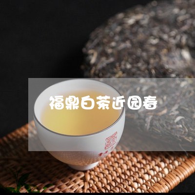 福鼎白茶近园春/2023060803636