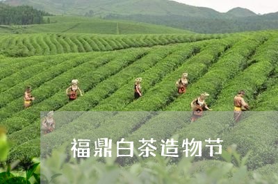 福鼎白茶造物节/2023060804838