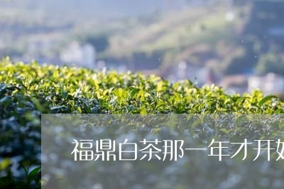 福鼎白茶那一年才开始压饼/2023092625160