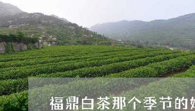 福鼎白茶那个季节的好/2023120885948