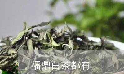 福鼎白茶都有/2023052205269