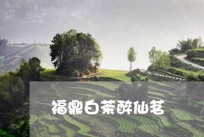 福鼎白茶醉仙茗/2023060852525