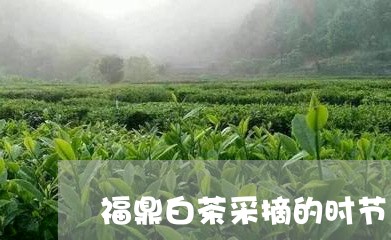 福鼎白茶采摘的时节/2023120381593