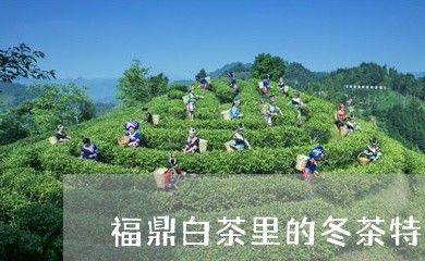 福鼎白茶里的冬茶特点/2023120819694