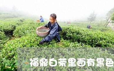 福鼎白茶里面有黑色的/2023120862725