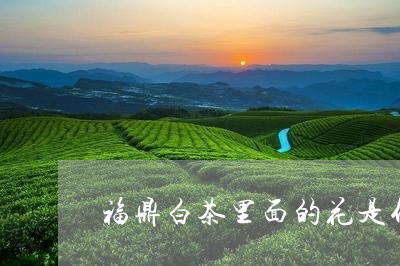 福鼎白茶里面的花是什么/2023110375827