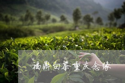 福鼎白茶重庆念缘/2023112625148