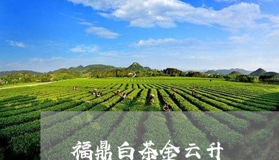 福鼎白茶金云升/2023060883837