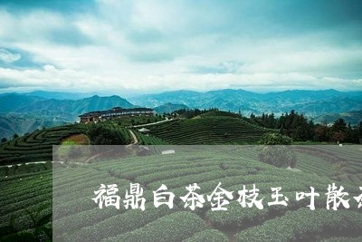 福鼎白茶金枝玉叶散茶价格/2023111085014