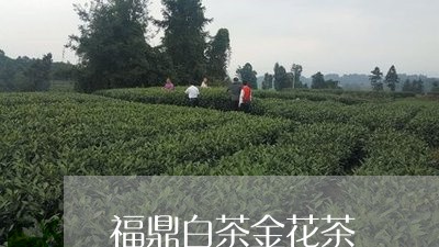 福鼎白茶金花茶/2023060882904