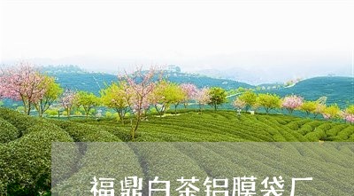 福鼎白茶铝膜袋厂/2023112584957