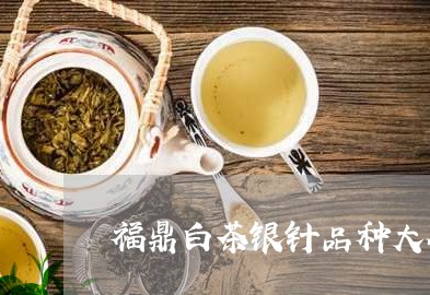 福鼎白茶银针品种大全/2023092044136